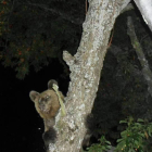Imagen de un oso captada en 2013 en Llamas de Laciana, a donde se acercaba a comer cerezas. DL