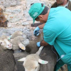 Vacunación de ovejas contra la lengua azul.