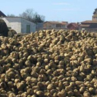 La remolacha mantiene un atractivo notable para los cultivadores leoneses