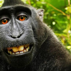 El selfie del macaco Naruto que ha desatado la batalla legal por los derechos de autor de los animales.