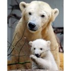Un oso polar y su cría en el zoo alemán de Wuppertal.