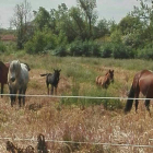 Parte de los caballos y potros que los vecinos de Párroco Gregorio Boñar denuncian que se escapan. DL