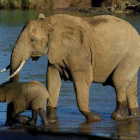 Un elefante y su cría en un parque africano.