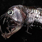 Ejemplar de pez abisal, en una imagen de archivo.