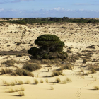 Dunas en el parque nacional de Doñana, en Huelva.