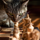 Stockfish 15 es un programa de Inteligencia Artificial de ajedrez que ya derrota a los mejores jugadores del mundo. RICKJBROWN