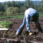 Las labores de plantación concluirán a mediados de junio. L. D. M.