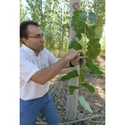 La planta de cogeneración se abastecerá de las plantaciones de chopos que se han sembrado en la comarca.