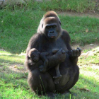 Kamilah 8 La hembra, que vive en el zoo de San Diego, ha sido el individuo analizado en el trabajo.