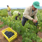 Temporeros vendimiando uva mencía en las inmediaciones de la localidad de Valtuille de Arriba, en Villafranca del Bierzo.