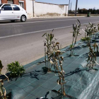 Las plantas colocadas en la León-Collanzo se han secado.