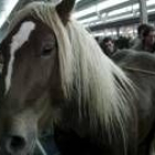 El mercado nacional de León registró una entrada más baja de caballos que en ferias anteriores