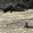 Un momento de la persecución a una iguana, en 'Planet Earth II', de la BBC.
