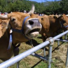 La Junta asegura que la pedanía puede llegar a encerrar las vacas. En la imagen, vacas en Balboa