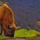 Uno de los bisontes que se encuentra en la reserva de Anciles en el municipio de Riaño. PELAYO GARCíA