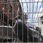 Una docena de palomas se suelta tras el encuentro entre el Resucitado (al fondo) y La Soledad