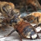 Unas abejas limpian las alas de una compañera que cayó a un depósito de miel.