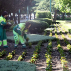 Operarios del servicio de Jardines plantan flores en la zona de la Condesa.
