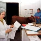 Una veterinaria examina papeles de un animal llegado al matadero