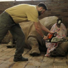 Imagen cedida por el parque zoológico de Pairi Daiza. SIMON JIRICKO