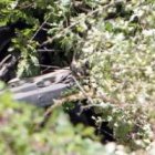 El automóvil, con las ruedas mirando al cielo, quedó sumergido en un bosque de maleza casi invisible