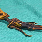 El esqueleto fue bautizado con el nombre de ‘Ata’ por su hallazgo en el desierto de Atacama (Chile). DL