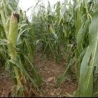 Los cultivos de maíz se vieron muy afectados en algunas zonas