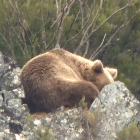 Un momento de la grabación de Daniel Fernández de un oso a punto de dormirse. ARAUJO
