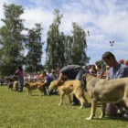 Los perros mastines en la exposición monográfica de Veguellina de Órbigo celebrada ayer.