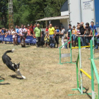 Una de las pruebas consistía en que los perros demostraran su habilidad sorteando obstáculos.