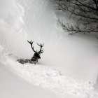 Un ciervo intenta atravesar la nieve en Soto de Valdeón, en una imagen tomada esta semana