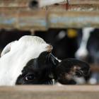 Los ganaderos de leche piden ayuda a la administración. JEFFREY ARGUEDAS