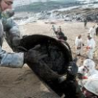 Un grupo de voluntarios trabajaba ayer en la limpieza de la playa de la localidad coruñesa de Muxía