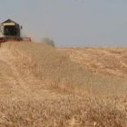 Una sucesión de malas cosechas ha provocado la escasez de cereales.