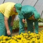 Uno de los cursos formará a operarios y operarias de viveros y jardines