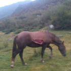 Heridas del animal después del ataque del oso.