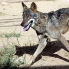 El lobo se considera en Asturias como una especie protegida por lo que su caza está prohibida.