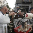 Una familia de gallinas al completo recibió la bendición del párroco de Cacabelos, Jesús Álvarez