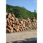 El sector maderero crece; en la foto, corta de pinos en Villalmonte