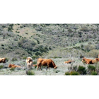 Un grupo de vacas pastando en la zona de Omaña, en la Montaña Occidental leonesa. MARCIANO PÉREZ