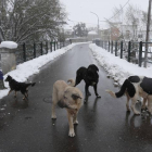 Imagen de la última nevada en Rodiezmo