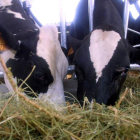 La Junta ultima las ayudas para los ganaderos que produzcan menos leche de vaca. JESÚS