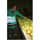 Imagen de archivo de la selección de manzanas reinetas
