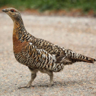 La mejora del hábitat es esencial para la subespecie. CAMPOS