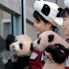 Imagen de dos osos panda.