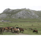 Caballos pastando en Pinos. Al fondo la casa de Mieres, unas instalaciones «ilegales», según Montaña de Babia y Luna.