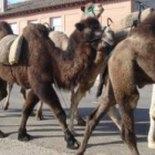 La comitiva de camellos madrugó en este Año Santo Jacobeo.