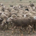 En España hay censadas casi 20 millones de ovejas.