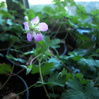 El geranium dolomiticum tiene una raíz muy potente de la que surgen cuatro o cinco flores.