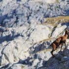 Los parques nacionales cuentan con la máxima figura de protección natural.